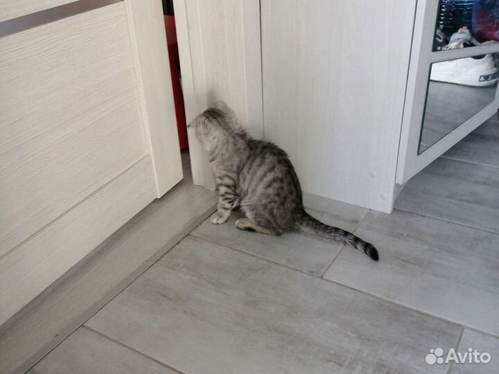 Шотландская вислоухая