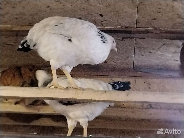 Куры молодки