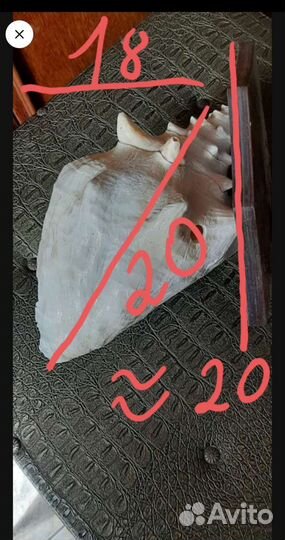 Раковина океаническая ракушка натуральная большая