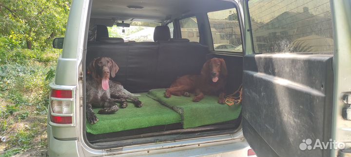 Дрессировка Собак окд, зкс, угс. Натаска Легавых