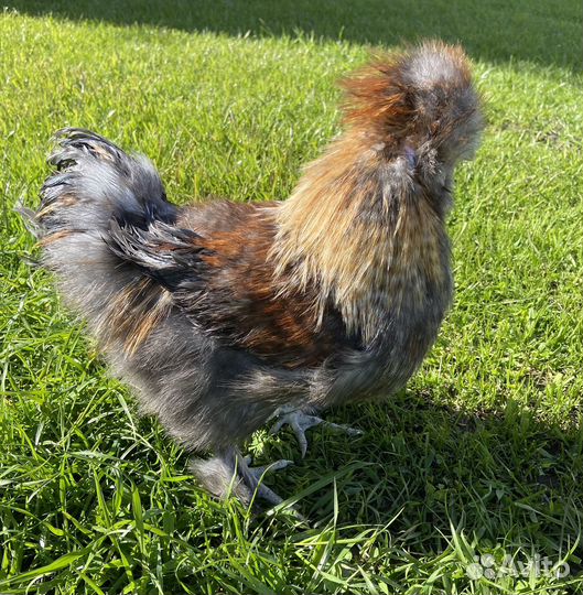 Куры молодки, петухи на племя, ия