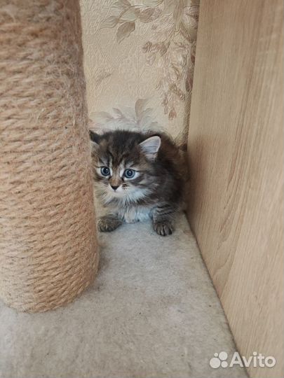 Котята отдам в добрые руки бесплатно