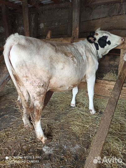 Тёлочка на племя