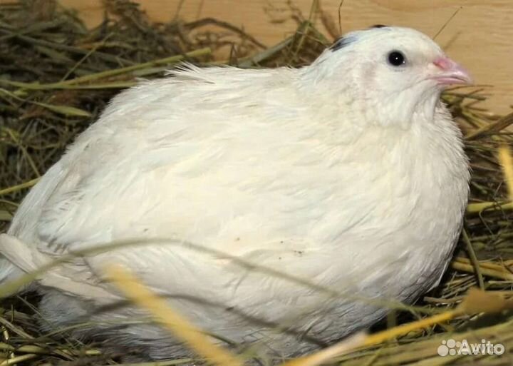 Цыплята перепелов породы Техас утежеленный