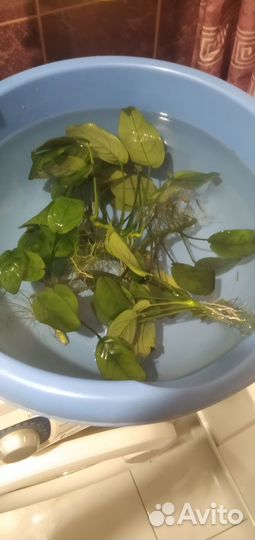 Аквариумные растения анубиас