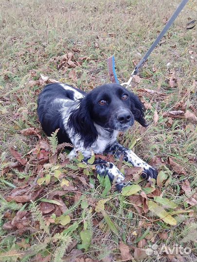 Спаниелька девочка