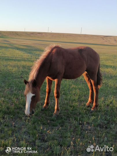 Лошадь жеребец