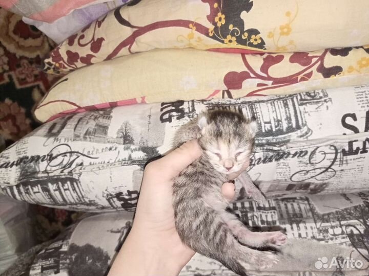 Отдам котят бесплатно