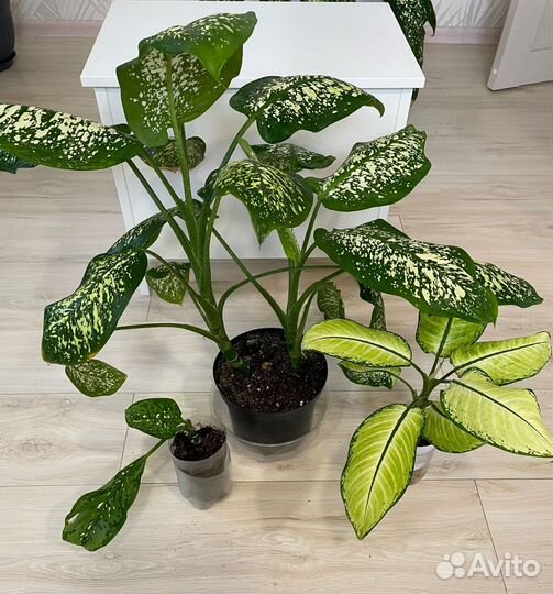 Диффенбахия