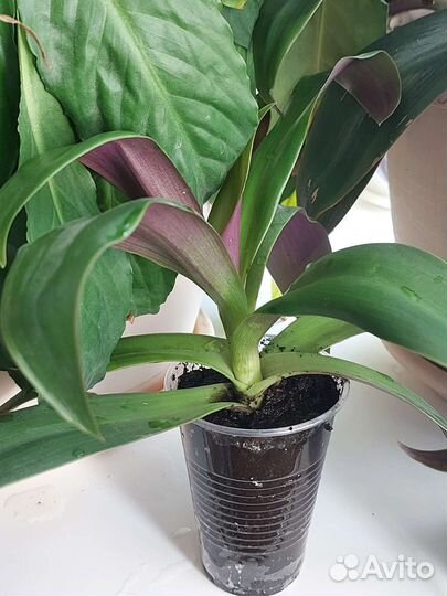 Традексация, отросток