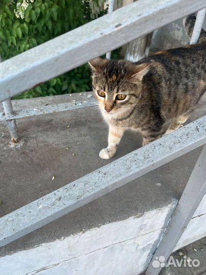 Выбросили не приученную у улице молодую кошку