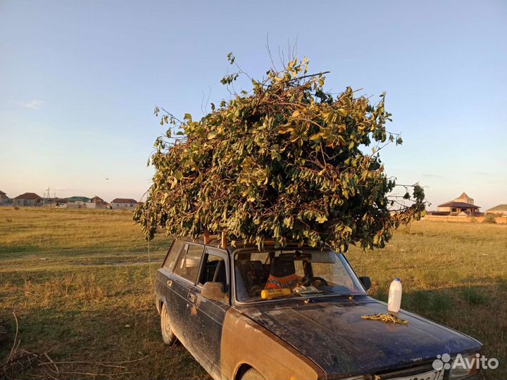 Отдам бесплатно