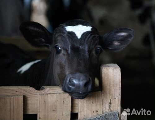 Телята бычки