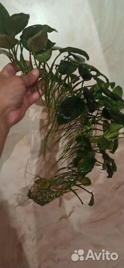 Растения для аквариума