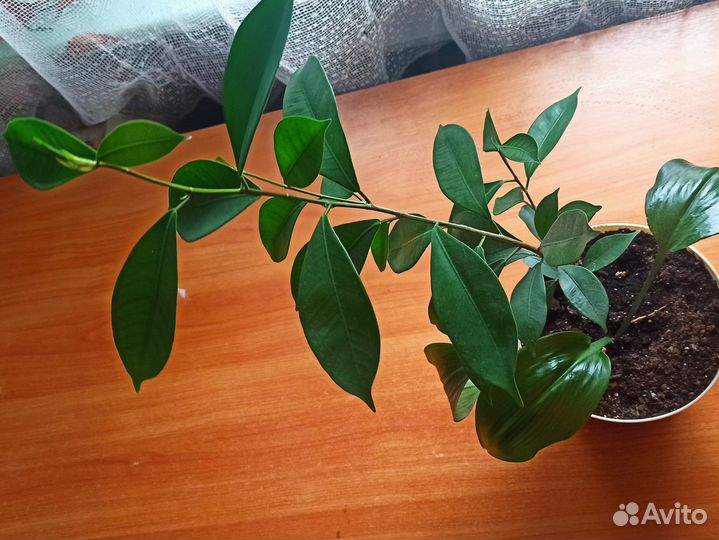 Лимонное дерево, эухарис