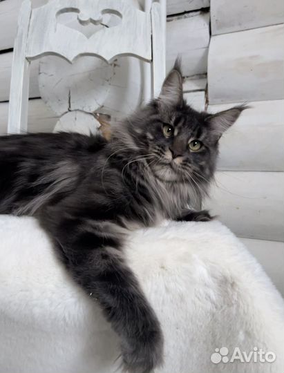 Котята мейн-кун девочки