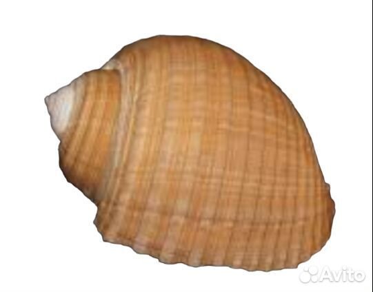 Морские ракушки и раковины