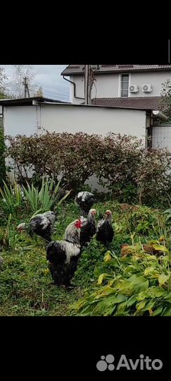 Петухи брама