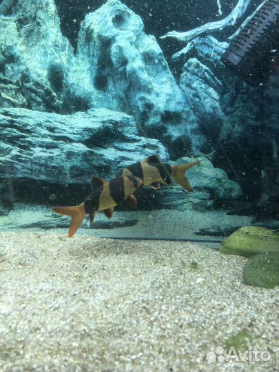 Аквариум 350л