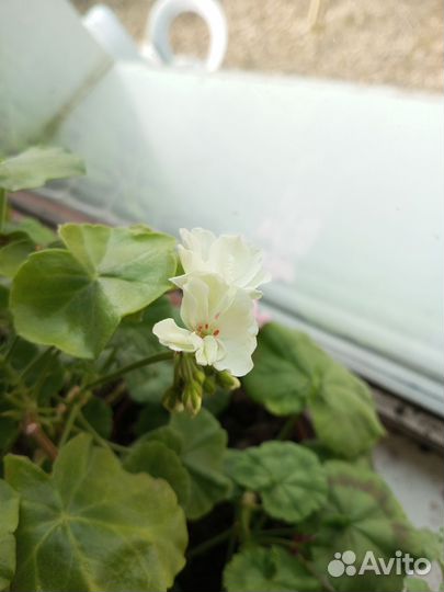 Пеларгония герань