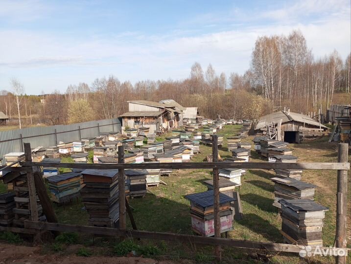 Продам пчелосемьи