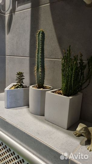 Интерьерная композиция в бетонных кашпо