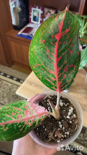 Аглеонемы сортовые