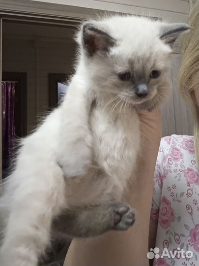 Невская маскарадная бесплатно