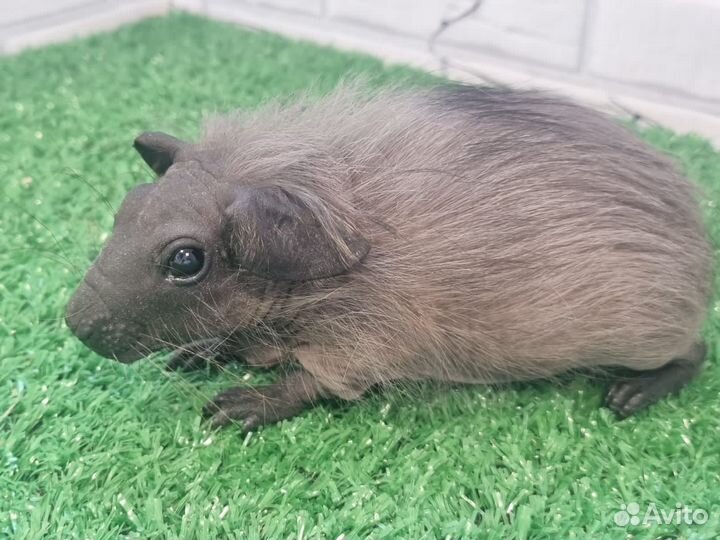 Бронь Морская свинка болдуин мальчик черный