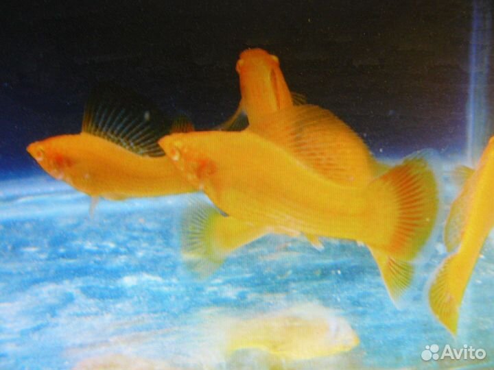 Аквариумные рыбк