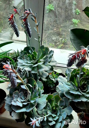 Цветы комнотные