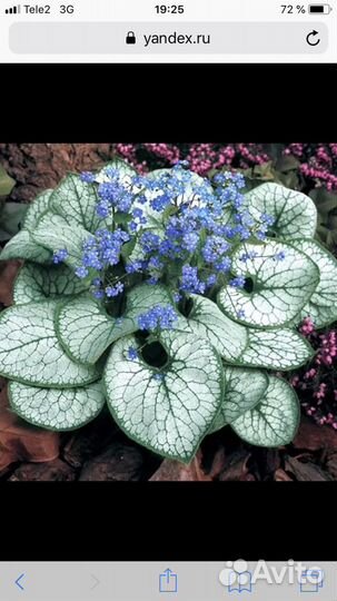 Многолетники