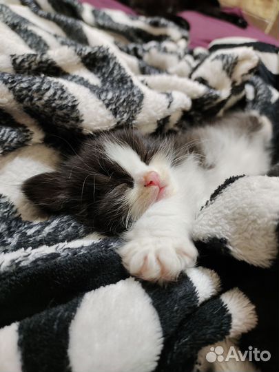 Отдам в добрые руки