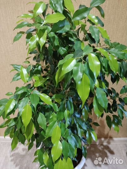 Фикус Экзотика