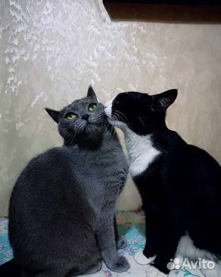 Безопасная передержка животных