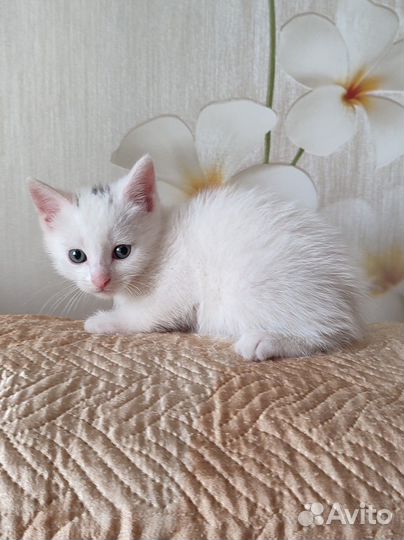 Котята в дар в добрые руки