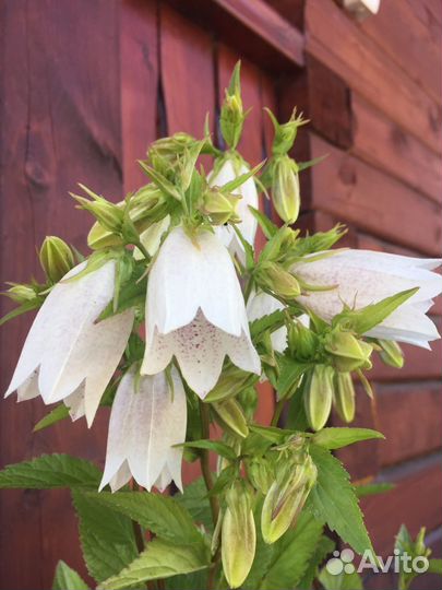 Колокольчики для сада,многолетние