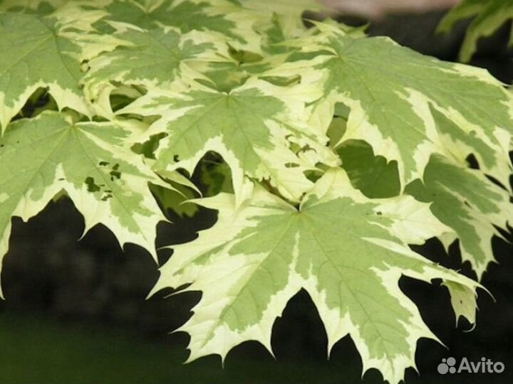 Клен остролистный друмонди Высота от 300см