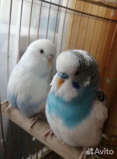 Продам волнистых попугаев