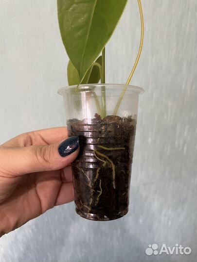 Антуриум красный