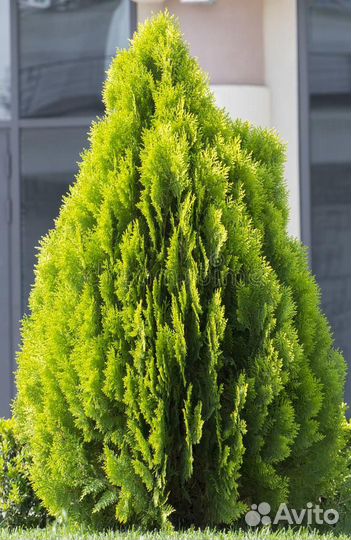 Туя восточная книжка