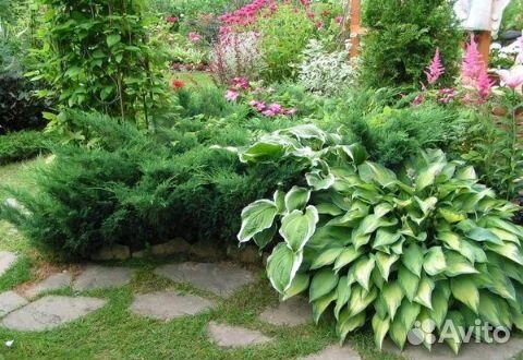 Многолетние цветы, кустарники