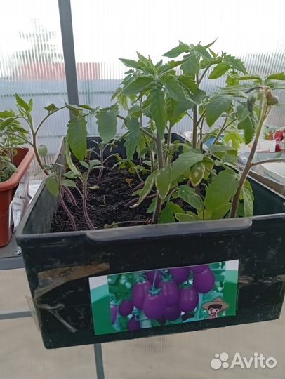 Рассада помидор фиолетовый