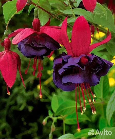 Фуксия сортовая Dark Eyes с бутонами