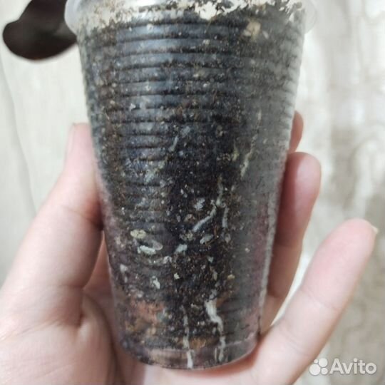 Фиттония кротон мамми