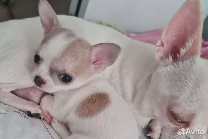Супер мини чихуахуа