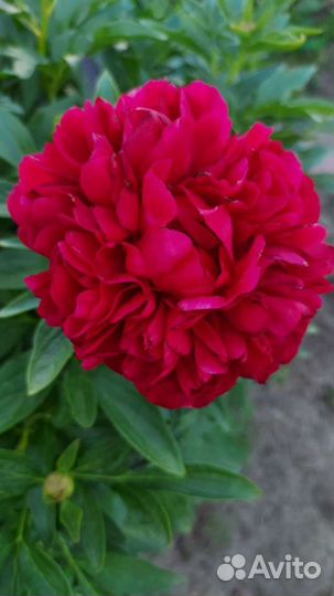 Цветы пионы