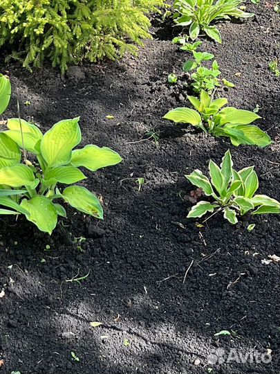 Растения для сада