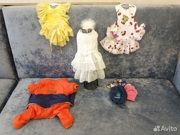 Одежда для небольшой собачки пакетом, йорк, шпиц