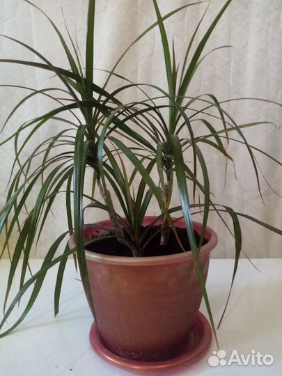 Комнатные растения